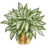 17” Silver Queen Artificial Plant in Decorative Planter (Set of 2)