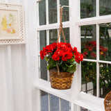19” Geranium Hanging Basket UV Resistant (Indoor/Outdoor)