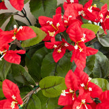 19" UV Resistant Artificial Bougainvillea Bush (Indoor/Outdoor) - Set of 4