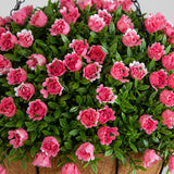 19” UV Resistant Artificial Mini Rose and Aptenia Hanging Basket (Indoor/Outdoor)
