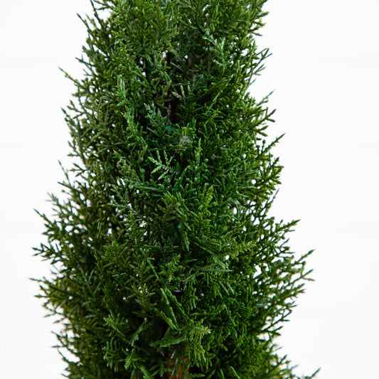 2' Cedar Spiral Silk Tree (Indoor/Outdoor)