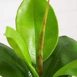 20" Artificial Fiddle Leaf Fig Plant
