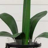 24” Amaryllis w/Vase
