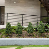 2.5' UV Resistant Artificial Boxwood Plant with Integrated Ground Stake (Indoor/Outdoor) - Set of 2