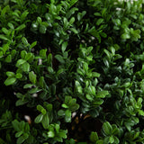 3' Boxwood Artificial Topiary Tree