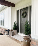 3’ Mini Cedar Pine Tree (Indoor/Outdoor)