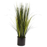 3’ Onion Grass Plant