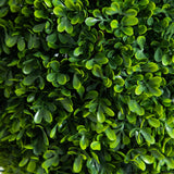 3’ UV Resistant Artificial Double Ball Boxwood Topiary with Integrated Ground Stake (Indoor/Outdoor) - Set of 2