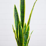 30" Artificial Sansevieria Plant