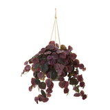 30” Peperomia Plant in Hanging Bucket (Real Touch)