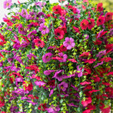 30" UV Resistant Artificial Daisy Hanging Plant (Indoor/Outdoor) - Set of 6