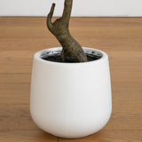 3.5' Artificial Bonsai Style Cedar Tree in Decorative White Planter