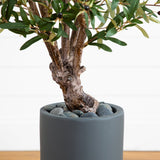 3.5’ Olive Tree in Gray Cylinder Planter