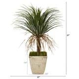 37” Pony Tail Palm Artificial Plant in Country White Planter