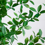 4' Artificial Shady Lady Black Olive Tree