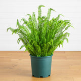 4' UV Resistant Artificial Real Touch Boston Fern Plant (Indoor/Outdoor)