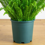 4' UV Resistant Artificial Real Touch Boston Fern Plant (Indoor/Outdoor)