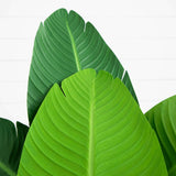 4’ Traveler's Palm Artificial Tree