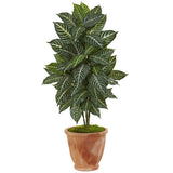 42” Zebra Plant in Terracotta Planter