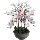 46" Giant Phalaeopsis w/Cement bowl"