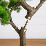 5’ Artificial Bonsai Style Cedar Tree in Decorative White Planter