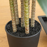 5' Artificial Real Touch Dracaena in Decorative Planter