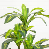 5' Artificial Real Touch Dracaena in Decorative Planter