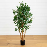 5' Ficus Bushy Silk Tree
