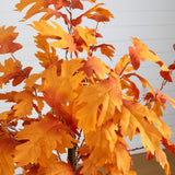 5' Pre-Lit Autumn Maple Artificial Fall Tree with 240 Warm White LED Lights
