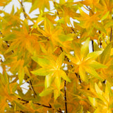 5' Pre-Lit Yellow Autumn Maple Artifical Fall Tree with 250 Warm White LED Lights