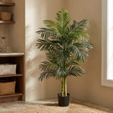 5’ Golden Cane Palm Tree