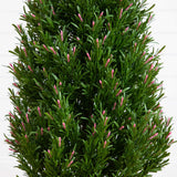 5' UV Resistant Artificial Rosemary Cone Topiary Tree (Indoor/Outdoor)