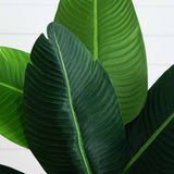 50” Traveler's Palm Artificial Tree in Sand-Colored Planter