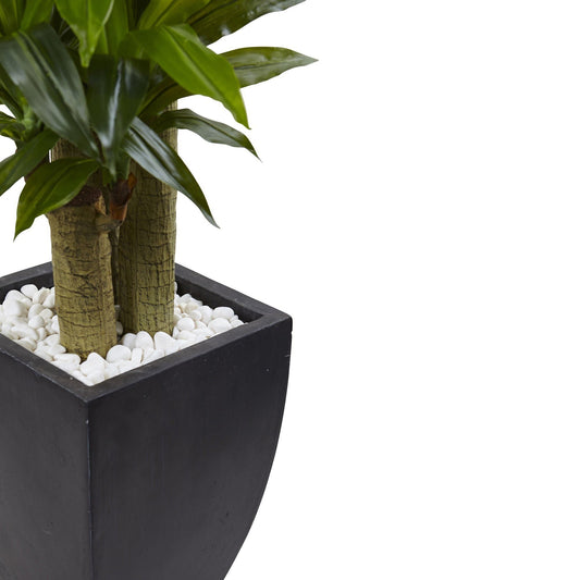5.5’ Corn Stalk Dracaena with Black Wash Planter