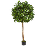 5.5’ Artificial Ficus Tree Two Trunks