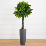 5.5’ Money Artificial Tree in Gray Cylinder Planter (Real Touch)