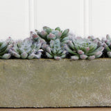 5.5” Succulent Garden with Textured Concrete Planter