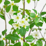 5' Artificial Dogwood Tree