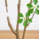 5' Artificial Dogwood Tree with Real Touch Leaves