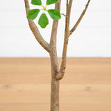 5' Artificial Dogwood Tree with Real Touch Leaves