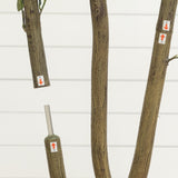 6’ Artificial Olive Tree in White Decorative Planter
