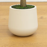 6’ Artificial Olive Tree in White Decorative Planter