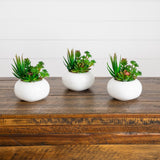 6" Artificial Succulent Garden in Ceramic White Planter - Set of 3