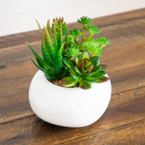 6" Artificial Succulent Garden in Ceramic White Planter - Set of 3