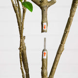6' Artificial Minimalist Japanese Pieris Tree
