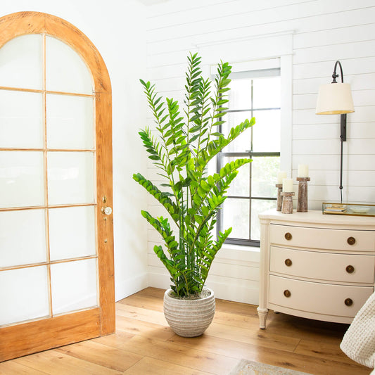 6' Artificial Zamioculcas Plant