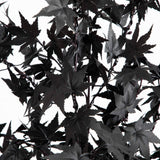 6' Pre-Lit Artificial Halloween Black Maple Tree with 300 Orange & Purple LED Lights