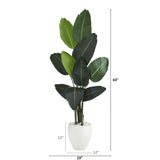 63” Traveler's Palm Artificial Tree in White Planter
