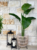 64” Traveler's Palm Tree UV Resistant (Indoor/Outdoor)