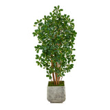67” Black Olive Artificial Tree with 1365 Bendable Leaves in White Planter
